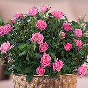 Pink Rose Gift Plant Alternate Image 1