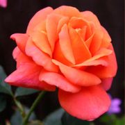 Disneyland Floribunda Rose Alternate Image 2