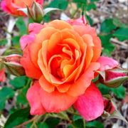 Disneyland Floribunda Rose Alternate Image 3