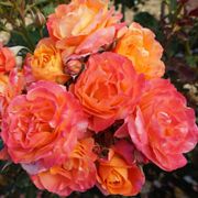 Disneyland Floribunda Rose Alternate Image 5