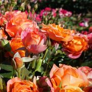 Disneyland Floribunda Rose Alternate Image 6