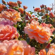 Disneyland Floribunda Rose Alternate Image 7