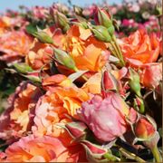 Disneyland Floribunda Rose Alternate Image 8