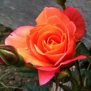 Disneyland Floribunda Rose Alternate Image 2