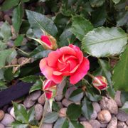 Disneyland Floribunda Rose Alternate Image 6