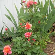 Disneyland Floribunda Rose Alternate Image 9