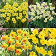 Narcissus Award Winning Deer Resistant Blend Daffodil Bulbs Thumb
