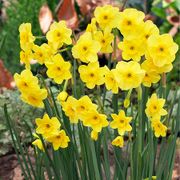 Narcissus Award Winning Deer Resistant Blend Daffodil Bulbs Alternate Image 2