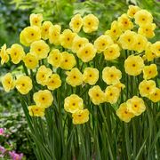 Narcissus Award Winning Deer Resistant Blend Daffodil Bulbs Alternate Image 4