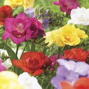 Freesia Double Blooming Mix Bulbs Thumb