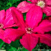 Clematis 'Ernest Markham' Thumb