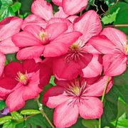 Clematis 'Comtesse de Bouchard' Alternate Image 1