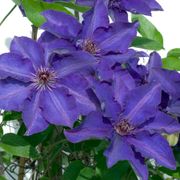 Clematis 'The President' Thumb