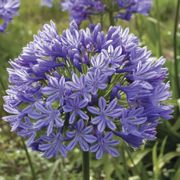 Agapanthus 'Valencia' Lily of the Nile Alternate Image 1