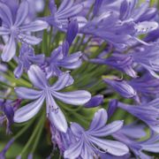Agapanthus 'Valencia' Lily of the Nile Alternate Image 2