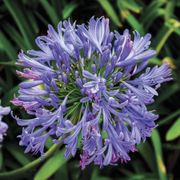 Agapanthus 'Valencia' Lily of the Nile Alternate Image 4