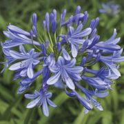Agapanthus 'Valencia' Lily of the Nile Alternate Image 5