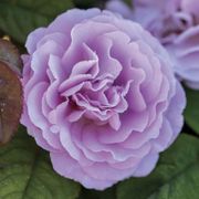 Blushing Lavender Grandiflora Rose Thumb