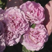 Blushing Lavender Grandiflora Rose Alternate Image 2