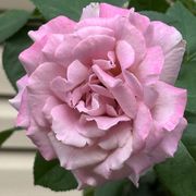 Blushing Lavender Grandiflora Rose Alternate Image 2