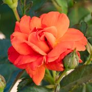 Mandarin Sunset Floribunda Rose Alternate Image 2