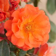 Mandarin Sunset Floribunda Rose Alternate Image 5