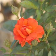 Mandarin Sunset Floribunda Rose Alternate Image 6