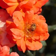 Mandarin Sunset Floribunda Rose Alternate Image 7