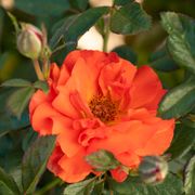 Mandarin Sunset Floribunda Rose Alternate Image 3