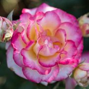 Peppermint Party Climbing Rose Alternate Image 2