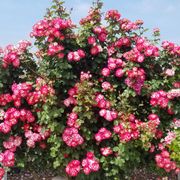 Peppermint Party Climbing Rose Alternate Image 3