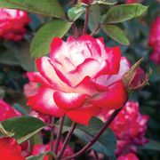 Candy Cane Cocktail&trade; Floribunda Rose Alternate Image 3