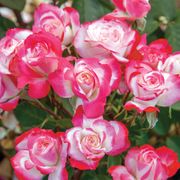 Candy Cane Cocktail&trade; Floribunda Rose Alternate Image 4