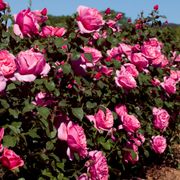 Dee-Lish&reg; Hybrid Tea Rose Alternate Image 1