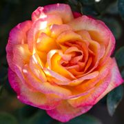 Enchanted Peace&trade; Hybrid Tea Rose Alternate Image 2