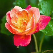 Joseph's Coat Climbing Rose Alternate Image 3