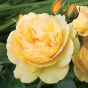 Julia Child Floribunda Rose Thumb