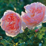 Princesse Charlene de Monaco&reg; Hybrid Tea Rose Alternate Image 2