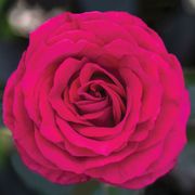 Stiletto&trade; Hybrid Tea Rose Thumb