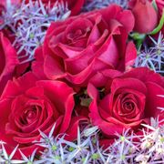 Stiletto&trade; Hybrid Tea Rose Alternate Image 1