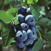 Vaccinium 'Chippewa' Blueberry Thumb