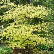 Fothergilla Legend Of The Fall&reg; Bottlebrush Thumb
