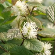 Fothergilla Legend Of The Fall&reg; Bottlebrush Alternate Image 1