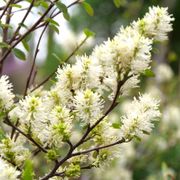 Fothergilla Legend Of The Fall&reg; Bottlebrush Alternate Image 2