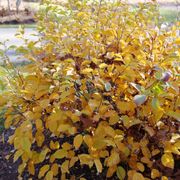 Fothergilla Legend Of The Fall&reg; Bottlebrush Alternate Image 3