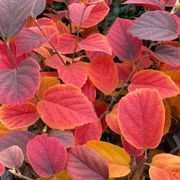 Fothergilla Legend Of The Fall&reg; Bottlebrush Alternate Image 5