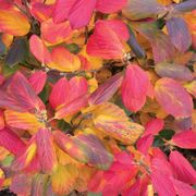 Fothergilla Legend Of The Fall&reg; Bottlebrush Alternate Image 6