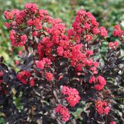 Lagerstroemia Center Stage&reg; Pink Crapemyrtle Thumb