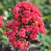 Lagerstroemia Center Stage&reg; Pink Crapemyrtle Alternate Image 1