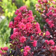 Lagerstroemia Center Stage&reg; Pink Crapemyrtle Alternate Image 2